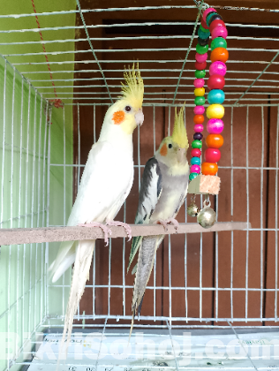 ককাটেল পাখি